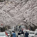 青岛旅游 缩略图 8