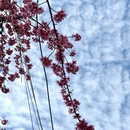 保山旅游 缩略图 3