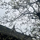 成都旅游 缩略图 3