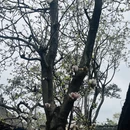 成都旅游 缩略图 1