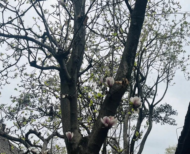 成都旅游 1