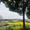 成都旅游 缩略图 9