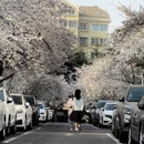 青岛旅游 缩略图 3