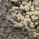 青岛旅游 缩略图 5
