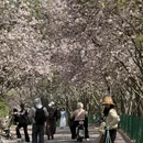 青岛旅游 缩略图 6