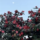 青岛旅游 缩略图 16