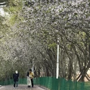青岛旅游 缩略图 7