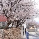 青岛旅游 缩略图 3