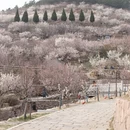 青岛旅游 缩略图 6