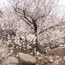 青岛旅游 缩略图 9