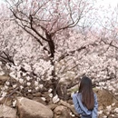 青岛旅游 缩略图 4