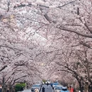 青岛旅游 缩略图 1