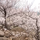 青岛旅游 缩略图 10