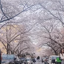 青岛旅游 缩略图 5