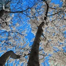 青岛旅游 缩略图 4