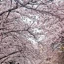 青岛旅游 缩略图 6