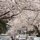 青岛旅游 缩略图 10