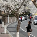 青岛旅游 缩略图 2