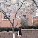 青岛旅游 缩略图 7