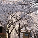 青岛旅游 缩略图 8