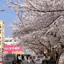 青岛旅游 缩略图 9