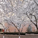青岛旅游 缩略图 10