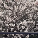 青岛旅游 缩略图 4