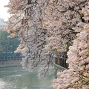成都旅游 缩略图 5
