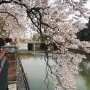 成都旅游 缩略图 4