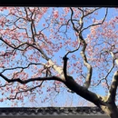 苏州旅游 缩略图 5