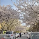 青岛旅游 缩略图 6
