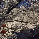 青岛旅游 缩略图 3