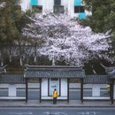 苏州旅游 缩略图 3