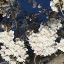 青岛旅游 缩略图 4