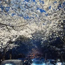 青岛旅游 缩略图 1