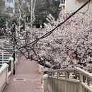 青岛旅游 缩略图 3