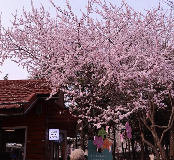 大连旅游 1