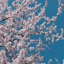 大连旅游 缩略图 4