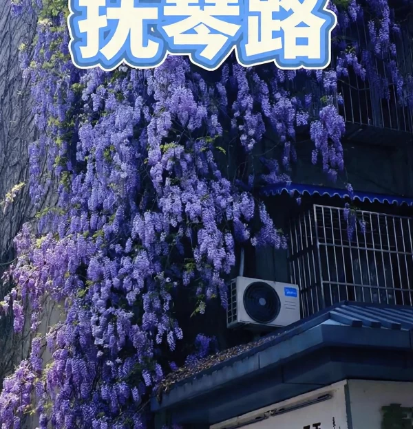 成都旅游 1