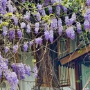 成都旅游 缩略图 7