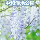 成都旅游 缩略图 4