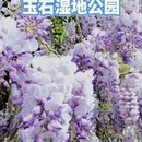 成都旅游 缩略图 6