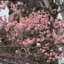 青岛旅游 缩略图 2