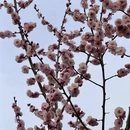 青岛旅游 缩略图 4