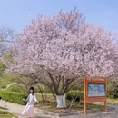 青岛旅游 缩略图 8