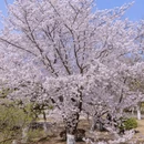 青岛旅游 缩略图 5
