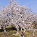 青岛旅游 缩略图 4