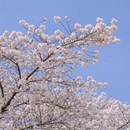 青岛旅游 缩略图 7