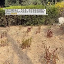 青岛旅游 缩略图 5
