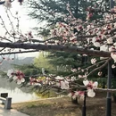 青岛旅游 缩略图 9